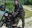 Jeansy Kevlar do motocykla Trilobite Acid Scrambler khaki 2.0 rozmiar 40